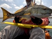 28&quot; Redfish #2 on 20240429